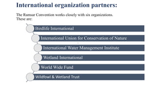 •
International organization partners:
The Ramsar Convention works closely with six organizations.
These are:
Birdlife International
International Union for Conservation of Nature
International Water Management Institute
• I
Wetland International
World Wide Fund
• Worldwide
Wildfowl & Wetland Trust
 