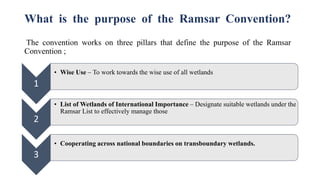 What is the purpose of the Ramsar Convention?
The convention works on three pillars that define the purpose of the Ramsar
Convention ;
1
• Wise Use – To work towards the wise use of all wetlands
2
• List of Wetlands of International Importance – Designate suitable wetlands under the
Ramsar List to effectively manage those
3
• Cooperating across national boundaries on transboundary wetlands.
 