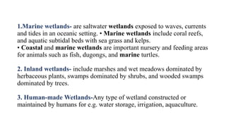 1.Marine wetlands- are saltwater wetlands exposed to waves, currents
and tides in an oceanic setting. • Marine wetlands include coral reefs,
and aquatic subtidal beds with sea grass and kelps.
• Coastal and marine wetlands are important nursery and feeding areas
for animals such as fish, dugongs, and marine turtles.
2. Inland wetlands- include marshes and wet meadows dominated by
herbaceous plants, swamps dominated by shrubs, and wooded swamps
dominated by trees.
3. Human-made Wetlands-Any type of wetland constructed or
maintained by humans for e.g. water storage, irrigation, aquaculture.
 