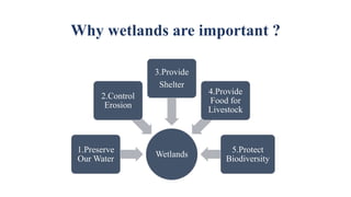 Why wetlands are important ?
Wetlands
1.Preserve
Our Water
2.Control
Erosion
3.Provide
Shelter
4.Provide
Food for
Livestock
5.Protect
Biodiversity
 