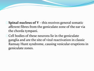 Spinal nucleus of V - this receives general somatic
afferent fibres from the geniculate zone of the ear via
the chorda tympani.
Cell bodies of these neurons lie in the geniculate
ganglia and are the site of viral reactivation in classic
Ramsay Hunt syndrome, causing vesicular eruptions in
geniculate zones.
 