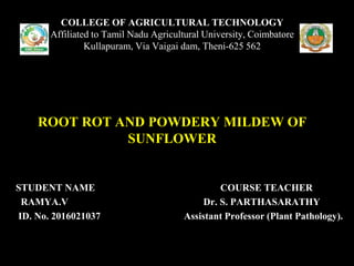 STUDENT NAME COURSE TEACHER
RAMYA.V Dr. S. PARTHASARATHY
ID. No. 2016021037 Assistant Professor (Plant Pathology).
COLLEGE OF AGRICULTURAL TECHNOLOGY
Affiliated to Tamil Nadu Agricultural University, Coimbatore
Kullapuram, Via Vaigai dam, Theni-625 562
ROOT ROT AND POWDERY MILDEW OF
SUNFLOWER
 