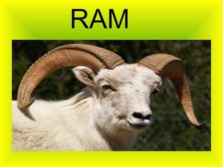 RAM 