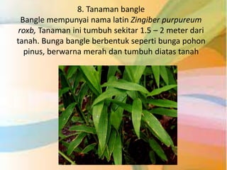 Ramuan Tradisional untuk Ibu Hamil | PPTX