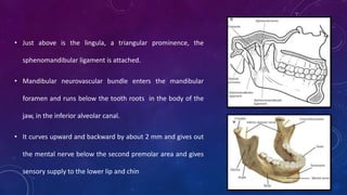 • Just above is the lingula, a triangular prominence, the
sphenomandibular ligament is attached.
• Mandibular neurovascular bundle enters the mandibular
foramen and runs below the tooth roots in the body of the
jaw, in the inferior alveolar canal.
• It curves upward and backward by about 2 mm and gives out
the mental nerve below the second premolar area and gives
sensory supply to the lower lip and chin
 