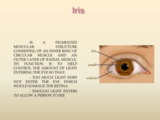 IS A PIGMENTED 
MUSCULAR STRUCTURE 
CONSISTING OF AN INNER RING OF 
CIRCULAR MUSCLE AND AN 
OUTER LAYER OF RADIAL MUSCLE. 
ITS FUNCTION IS TO HELP 
CONTROL THE AMOUNT OF LIGHT 
ENTERING THE EYE SO THAT: 
- TOO MUCH LIGHT DOES 
NOT ENTER THE EYE WHICH 
WOULD DAMAGE THE RETINA 
- ENOUGH LIGHT ENTERS 
TO ALLOW A PERSON TO SEE 
 