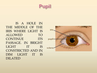 IS A HOLE IN 
THE MIDDLE OF THE 
IRIS WHERE LIGHT IS 
ALLOWED TO 
CONTINUE ITS 
PASSAGE. IN BRIGHT 
LIGHT IT IS 
CONSTRICTED AND IN 
DIM LIGHT IT IS 
DILATED 
 
