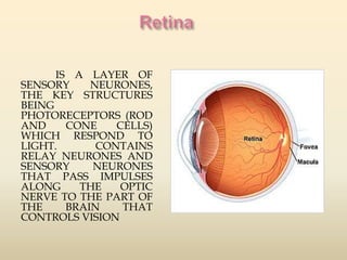 IS A LAYER OF 
SENSORY NEURONES, 
THE KEY STRUCTURES 
BEING 
PHOTORECEPTORS (ROD 
AND CONE CELLS) 
WHICH RESPOND TO 
LIGHT. CONTAINS 
RELAY NEURONES AND 
SENSORY NEURONES 
THAT PASS IMPULSES 
ALONG THE OPTIC 
NERVE TO THE PART OF 
THE BRAIN THAT 
CONTROLS VISION 
 
