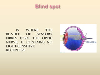 IS WHERE THE 
BUNDLE OF SENSORY 
FIBRES FORM THE OPTIC 
NERVE; IT CONTAINS NO 
LIGHT-SENSITIVE 
RECEPTORS 
 