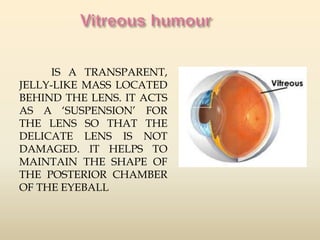 IS A TRANSPARENT, 
JELLY-LIKE MASS LOCATED 
BEHIND THE LENS. IT ACTS 
AS A ‘SUSPENSION’ FOR 
THE LENS SO THAT THE 
DELICATE LENS IS NOT 
DAMAGED. IT HELPS TO 
MAINTAIN THE SHAPE OF 
THE POSTERIOR CHAMBER 
OF THE EYEBALL 
 