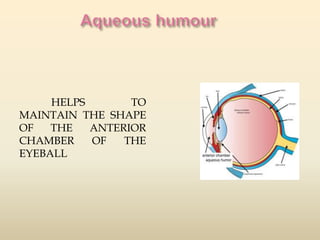 HELPS TO 
MAINTAIN THE SHAPE 
OF THE ANTERIOR 
CHAMBER OF THE 
EYEBALL 
 