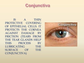 IS A THIN 
PROTECTIVE COVERING 
OF EPITHELIAL CELLS. IT 
PROTECTS THE CORNEA 
AGAINST DAMAGE BY 
FRICTION (TEARS FROM 
THE TEAR GLANDS HELP 
THIS PROCESS BY 
LUBRICATING THE 
SURFACE OF THE 
CONJUNCTIVA) 
 