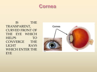 IS THE 
TRANSPARENT, 
CURVED FRONT OF 
THE EYE WHICH 
HELPS TO 
CONVERGE THE 
LIGHT RAYS 
WHICH ENTER THE 
EYE 
 