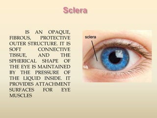 IS AN OPAQUE, 
FIBROUS, PROTECTIVE 
OUTER STRUCTURE. IT IS 
SOFT CONNECTIVE 
TISSUE, AND THE 
SPHERICAL SHAPE OF 
THE EYE IS MAINTAINED 
BY THE PRESSURE OF 
THE LIQUID INSIDE. IT 
PROVIDES ATTACHMENT 
SURFACES FOR EYE 
MUSCLES 
 