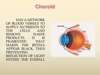 HAS A NETWORK 
OF BLOOD VESSELS TO 
SUPPLY NUTRIENTS TO 
THE CELLS AND 
REMOVE WASTE 
PRODUCTS. IT IS 
PIGMENTED THAT 
MAKES THE RETINA 
APPEAR BLACK, THUS 
PREVENTING 
REFLECTION OF LIGHT 
WITHIN THE EYEBALL 
 