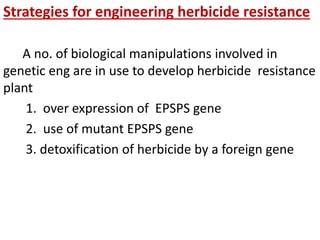 Strategies for engineering herbicide resistance
A no. of biological manipulations involved in
genetic eng are in use to develop herbicide resistance
plant
1. over expression of EPSPS gene
2. use of mutant EPSPS gene
3. detoxification of herbicide by a foreign gene
 