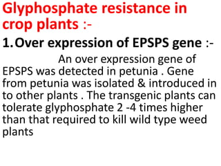 Glyphosphate resistance in
crop plants :-
1.Over expression of EPSPS gene :-
An over expression gene of
EPSPS was detected in petunia . Gene
from petunia was isolated & introduced in
to other plants . The transgenic plants can
tolerate glyphosphate 2 -4 times higher
than that required to kill wild type weed
plants
 