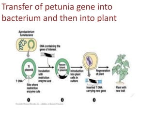 Transfer of petunia gene into
bacterium and then into plant
 
