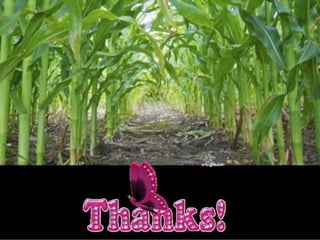 Herbicide resistance