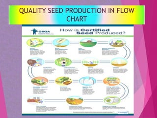 Quality Seed Production in Agriculture | PPTX