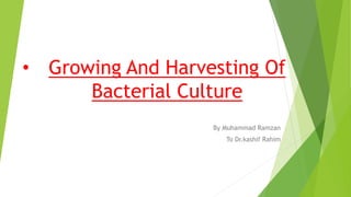 • Growing And Harvesting Of
Bacterial Culture
By Muhammad Ramzan
To Dr.kashif Rahim
 