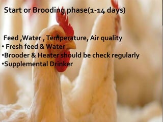 Start or Brooding phase(1-14 days)
Feed ,Water ,Temperature, Air quality
• Fresh feed & Water
•Brooder & Heater should be check regularly
•Supplemental Drinker
 