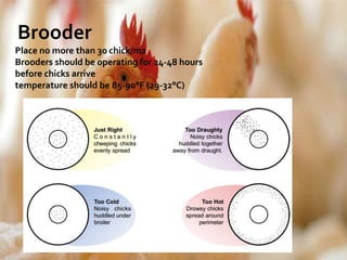 Brooder
Place no more than 30 chick/m2
Brooders should be operating for 24-48 hours
before chicks arrive
temperature should be 85-90°F (29-32°C)
 