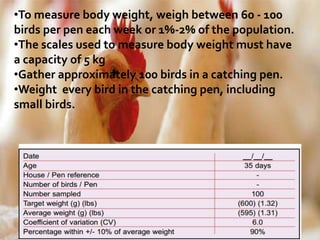 •To measure body weight, weigh between 60 - 100
birds per pen each week or 1%-2% of the population.
•The scales used to measure body weight must have
a capacity of 5 kg
•Gather approximately 100 birds in a catching pen.
•Weight every bird in the catching pen, including
small birds.
 