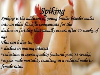 Spiking
Spiking is the addition of young broiler breeder males
into an older flock to compensate for the
decline in fertility that usually occurs after 45 weeks of
age
This can b due to;-
• decline in mating interest
•reduction in sperm quality (natural post 55 weeks)
•excess male mortality resulting in a reduced male to
female ratio.
 