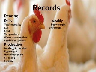 Records
Rearing
Daily weakly
Total mortality body weight
Cull uniformity
Feed
Temperature
Water consumption
Feed clean up time
Production
total egg in number
Egg weight
Hatching egg no.
Floor egg
Fertility
 