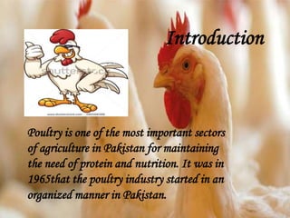 Introduction
Poultry is one of the most important sectors
of agriculture in Pakistan for maintaining
the need of protein and nutrition. It was in
1965that the poultry industry started in an
organized manner in Pakistan.
 