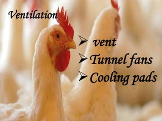 Ventilation
 vent
Tunnel fans
Cooling pads
 