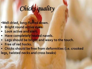 Chicks quality
•Well-dried, long-fluffed down.
• Bright round active eyes.
• Look active and alert.
• Have completely healed navels.
• Legs should be bright and waxy to the touch.
• Free of red hocks.
• Chicks should be free from deformities (i.e. crooked
legs, twisted necks and cross beaks)
 