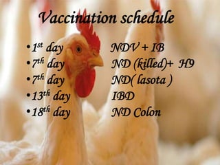 Vaccination schedule
•1st day NDV + IB
•7th day ND (killed)+ H9
•7th day ND( lasota )
•13th day IBD
•18th day ND Colon
 