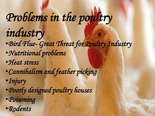 •Bird Flue- Great Threat for Poultry Industry
•Nutritional problems
•Heat stress
•Cannibalism and feather picking
•Injury
•Poorly designed poultry houses
•Poisoning
•Rodents
Problems in the poultry
industry
 