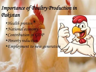 Importance of Poultry Production in
Pakistan
•Health protein
•National economy
•Contribution in GDP
•Poverty reduction
•Employment to new generation
 