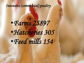 Intensive (commercial) poultry
•Farms 25897
•Hatcheries 305
•Feed mills 154
 