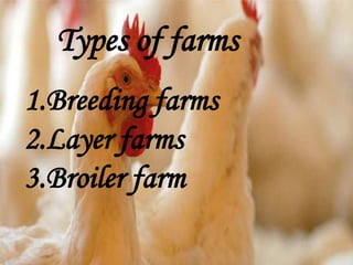 Types of farms
1.Breeding farms
2.Layer farms
3.Broiler farm
 