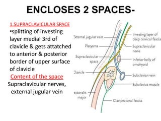 ENCLOSES 2 SPACES-
• Supraclavicular space
1.SUPRACLAVICULAR SPACE
•splitting of investing
layer medial 3rd of
clavicle & gets attatched
to anterior & posterior
border of upper surface
of clavicle
Content of the space
Supraclavicular nerves,
external jugular vein
 