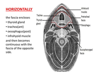 HORIZONTALLY
the fascia encloses
• thyroid gland
• trachea(ant)
• oesophagus(post)
• infrahyoid muscle
and then becomes
continuous with the
fascia of the opposite
side.
 
