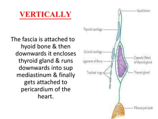 VERTICALLY
The fascia is attached to
hyoid bone & then
downwards it encloses
thyroid gland & runs
downwards into sup
mediastinum & finally
gets attached to
pericardium of the
heart.
 