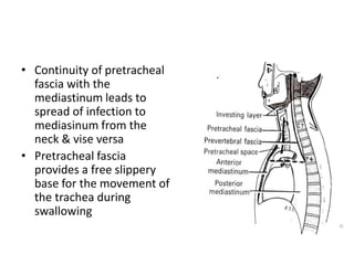 • Continuity of pretracheal
fascia with the
mediastinum leads to
spread of infection to
mediasinum from the
neck & vise versa
• Pretracheal fascia
provides a free slippery
base for the movement of
the trachea during
swallowing
 