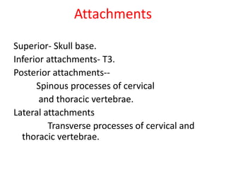 Attachments
Superior- Skull base.
Inferior attachments- T3.
Posterior attachments--
Spinous processes of cervical
and thoracic vertebrae.
Lateral attachments
Transverse processes of cervical and
thoracic vertebrae.
 