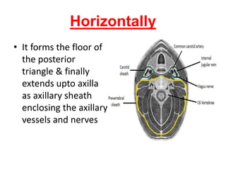 Horizontally
• It forms the floor of
the posterior
triangle & finally
extends upto axilla
as axillary sheath
enclosing the axillary
vessels and nerves
 
