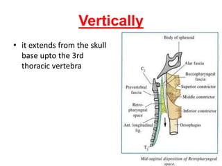 Vertically
• it extends from the skull
base upto the 3rd
thoracic vertebra
 