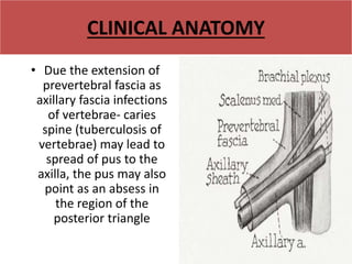 CLINICAL ANATOMY
• Due the extension of
prevertebral fascia as
axillary fascia infections
of vertebrae- caries
spine (tuberculosis of
vertebrae) may lead to
spread of pus to the
axilla, the pus may also
point as an absess in
the region of the
posterior triangle
 