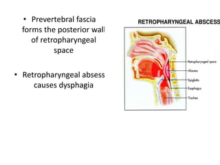 • Prevertebral fascia
forms the posterior wall
of retropharyngeal
space
• Retropharyngeal absess
causes dysphagia
 