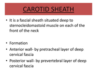 CAROTID SHEATH
• It is a fascial sheath situated deep to
sternocleidomastoid muscle on each of the
front of the neck
• Formation
• Anterior wall- by pretracheal layer of deep
cervical fascia
• Posterior wall- by prevertebral layer of deep
cervical fascia
 