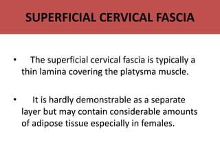 SUPERFICIAL CERVICAL FASCIA
• The superficial cervical fascia is typically a
thin lamina covering the platysma muscle.
• It is hardly demonstrable as a separate
layer but may contain considerable amounts
of adipose tissue especially in females.
 