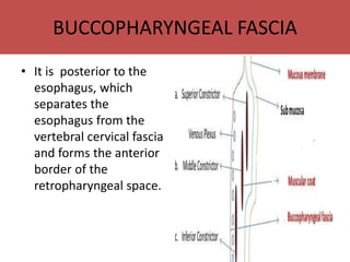 BUCCOPHARYNGEAL FASCIA
• It is posterior to the
esophagus, which
separates the
esophagus from the
vertebral cervical fascia
and forms the anterior
border of the
retropharyngeal space.
 